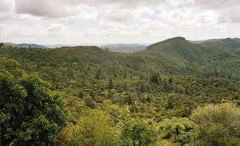 Ein Blick über die Kauriwälder